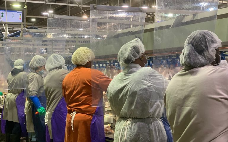 A row of women at an assembly line in a poultry plant, with platic sheet divders between them