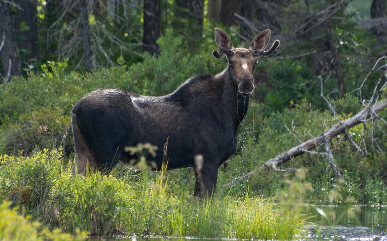Photo of moose in Moosehead Lake 
