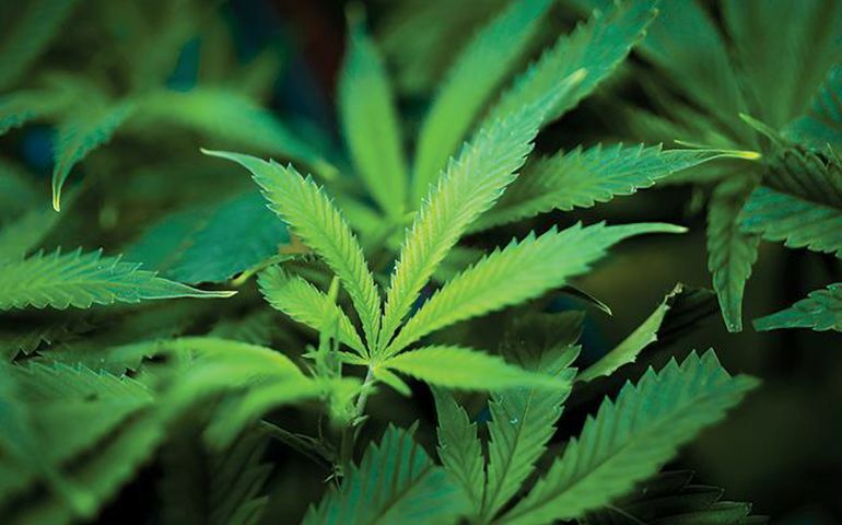 close-up of marijuana plant