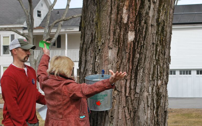 A white woman raises her arms in triumph after tapping a maple tree -- a silver bucket hangs from the tree, behind it is a large white colonial house. A white man stands near the woman watching. They are both wearing coats and though the ground is bare, it's obviously cold out.