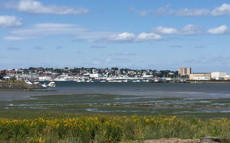 some marshy weeds, with blue water behind and a city, Portland, stretched out across the far bank