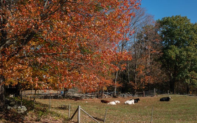 Photo of cows in a pasture next to a tree, in autumn. 