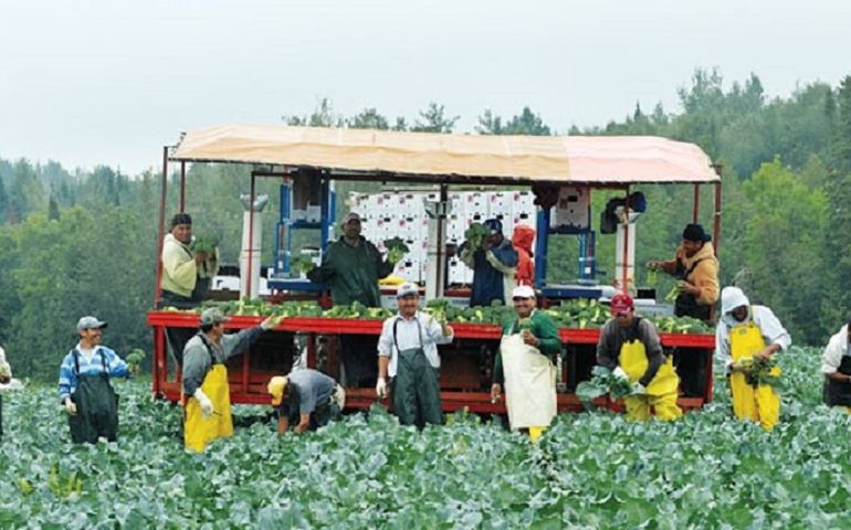 A group of men wearing coveralls in a broccoli field with a heavy equipment behind them, with more men on the equipment.