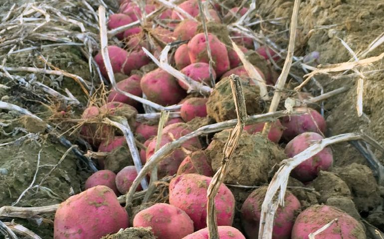 red potatoes in the ground