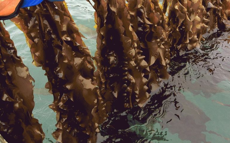 kelp in water 