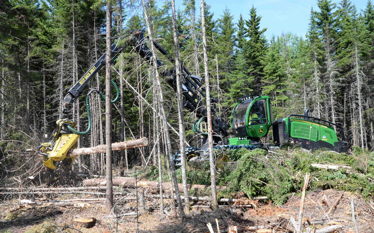 A large green harvester tractor picks up logs in the woods