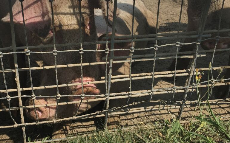 a close up of pigs with their snouts through a wire fence