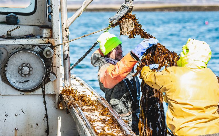 harvesting kelp