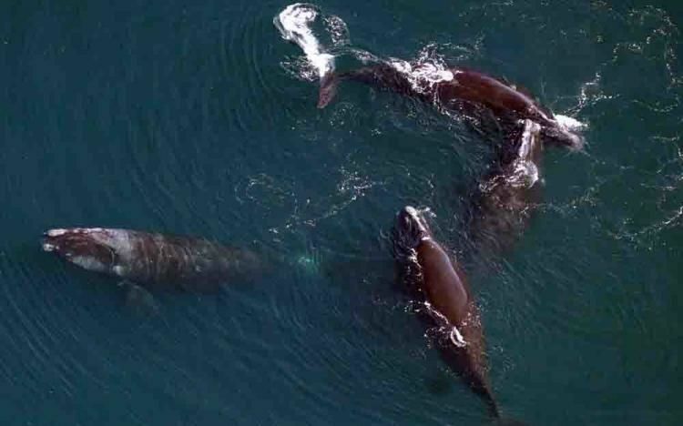 whales swimming