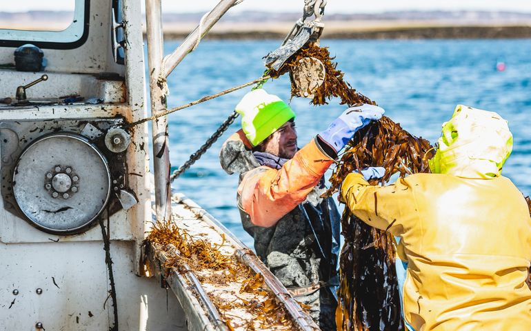 people hauling kelp