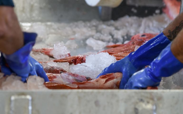 Shot of gloved hands handling fish at the Portland Fish Exchange 