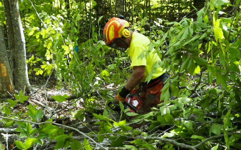 person with saw in woods