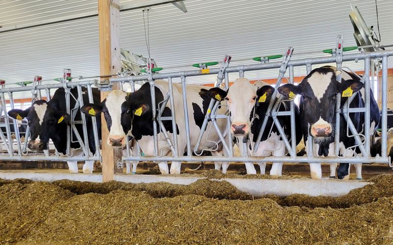 cows in pens