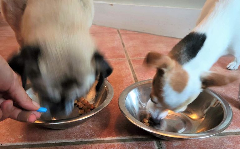 Chewy outlet pet meds