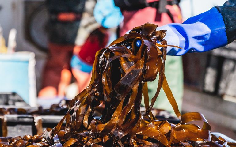 gloved hand with kelp