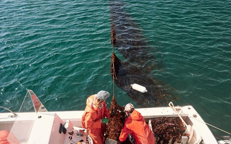2 people hauling kelp on rope in ocean
