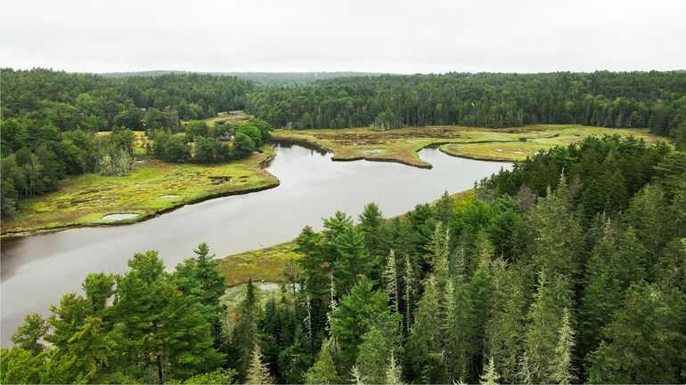 water woods fields