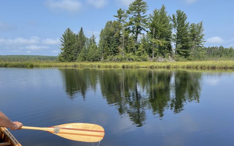 trees water paddle