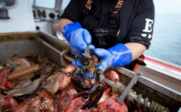 person with blue gloves and lobsters