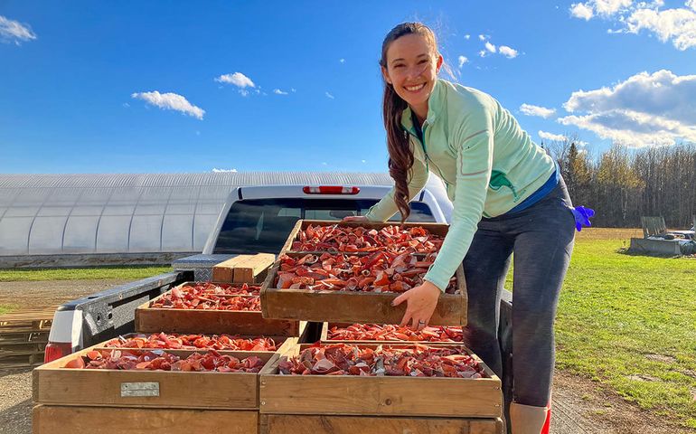 person with crates of lobsters in field