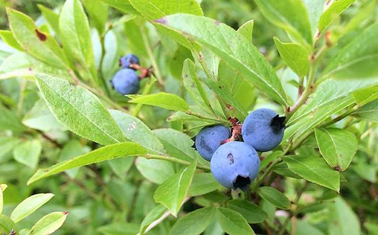 blueberries and green leaves
