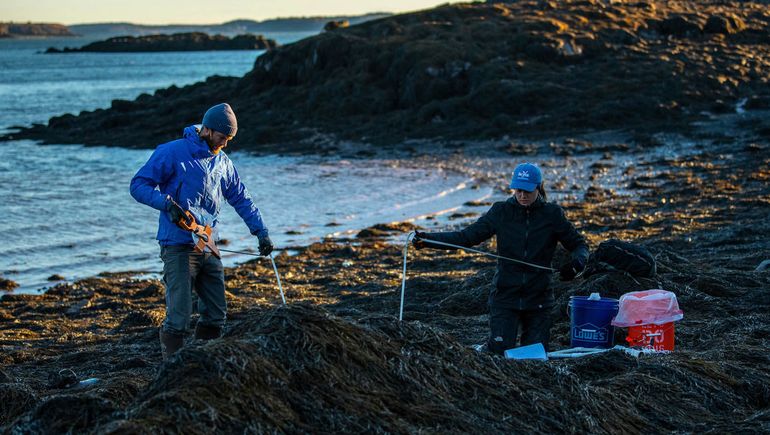 people in seaweed on rocks