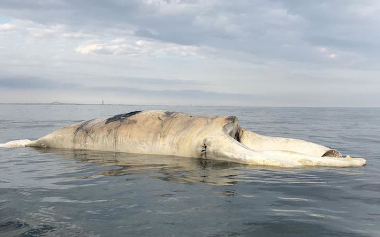 Dead whale on the water 
