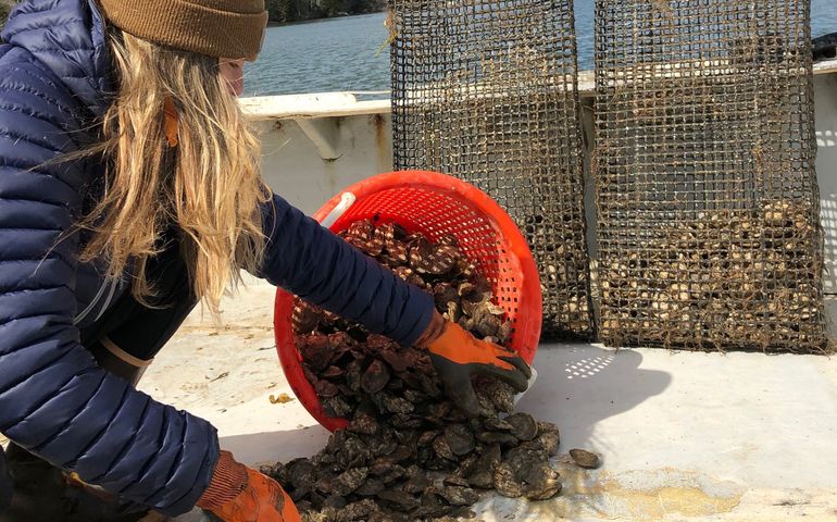 person with baskets of oysters