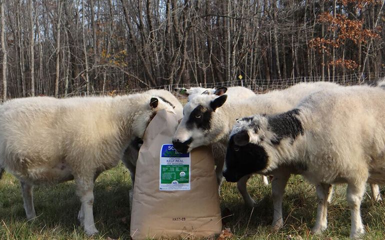 sheep eating from a feed bag