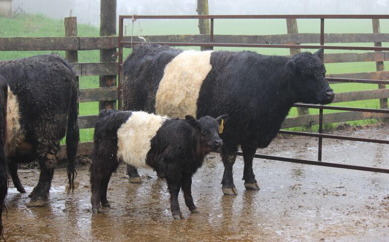 cows with white stripes