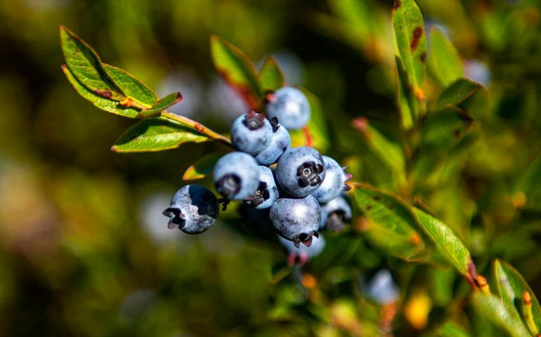 blueberries clustered on stem
