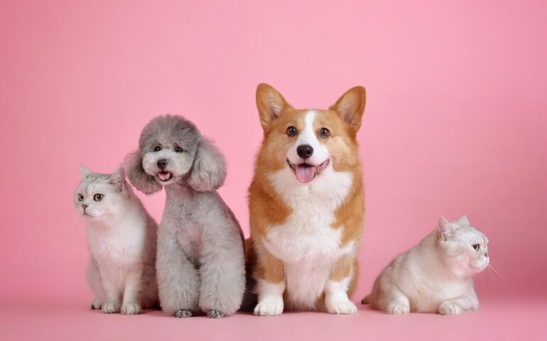 Cats and dogs against a pink background