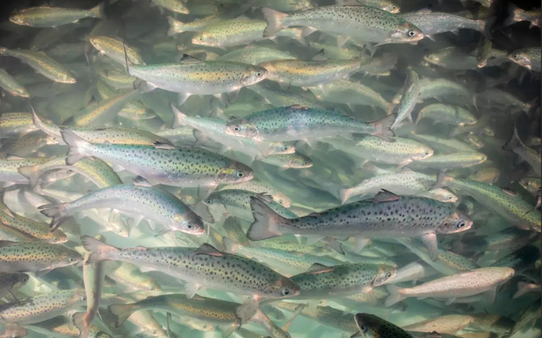 fish swimming in group