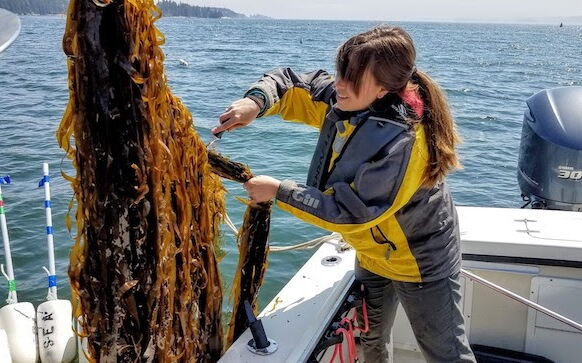 person with wad of seaweed on boat