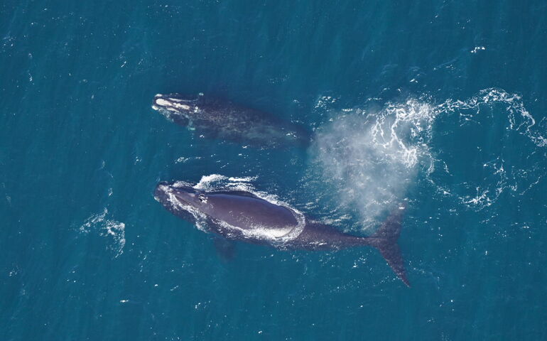 2 whales swimming in water