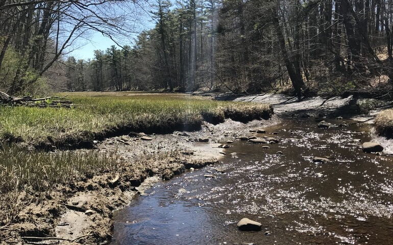 stream woods and rocks