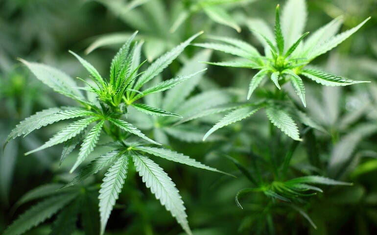 cannabis plants 