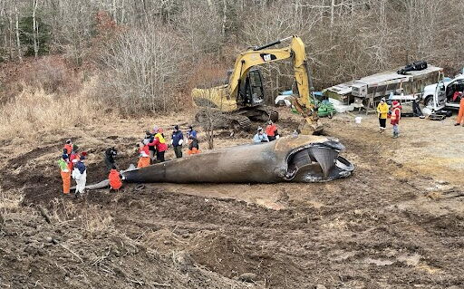 beach with people and dead whale and backhoe