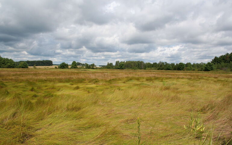 copper colored grasses