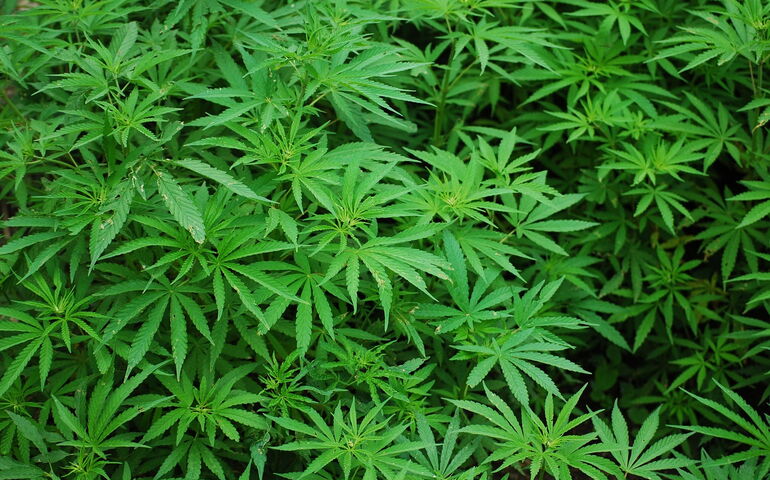 marijuana plants 