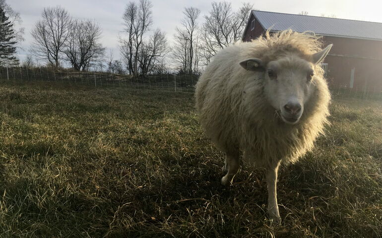 Sheep on a farm 