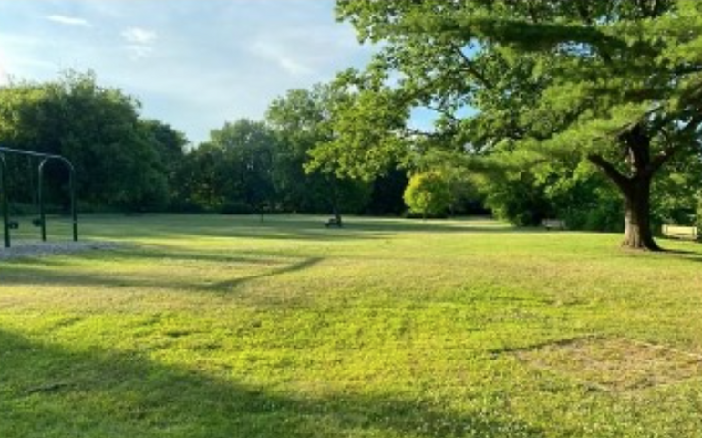 grass and trees