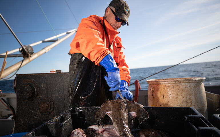 person cutting fish on boat