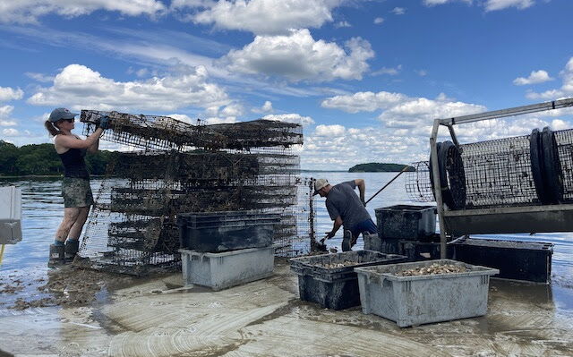 Oyster growers at Wolfe Neck tend to grow-out gear stacked near the water.