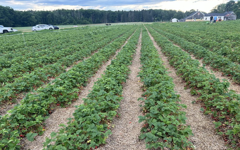 Strawberry field at Maxwell’s Farm in Cape Elizabeth. 