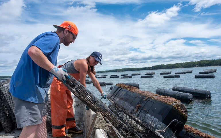 People work with grow cages on the water.
