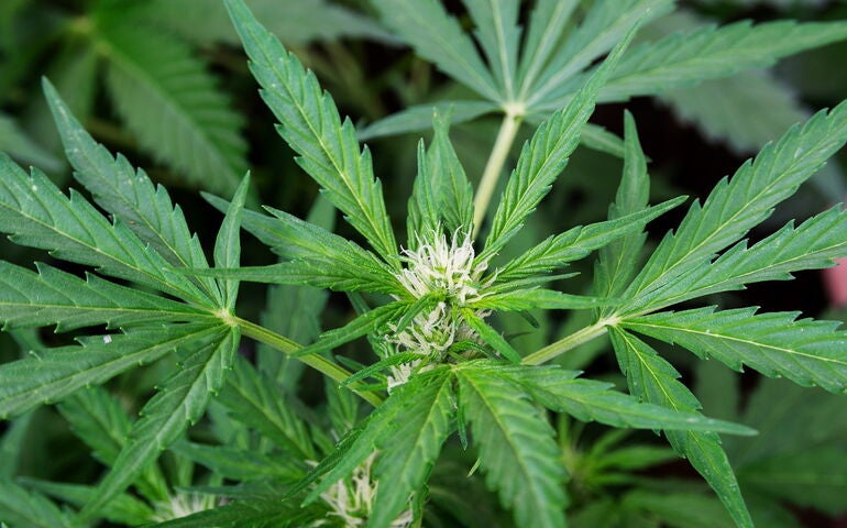 Green cannabis plants.