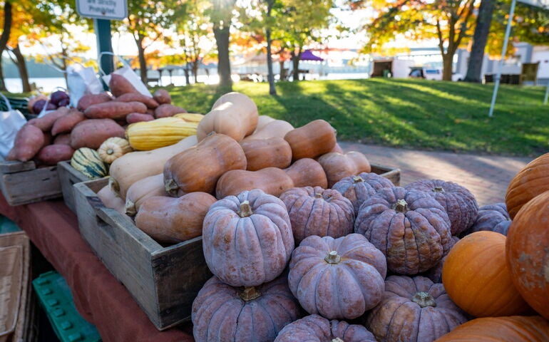 Squashes are piled on an outdoor table.
