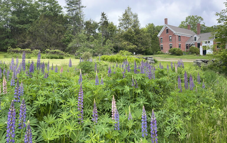 Frances Perkins Homestead building behind field of lupines and greenery.