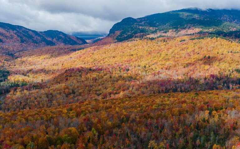 An aerial view of autumnal woodlands.